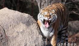 虎虎大爆料完整视频,揭秘视频背后的惊人真相与精彩瞬间