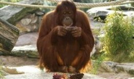 网友爆料哭闹猩猩视频,哭闹猩猩视频引发网友热议