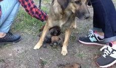 最新台湾狗崽爆料视频播放,揭秘幕后真相