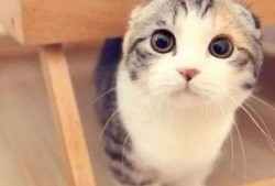 娱乐吃瓜七七折耳猫,娱乐吃瓜界的神秘力量