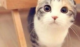 娱乐吃瓜七七折耳猫,娱乐吃瓜界的神秘力量