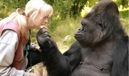 网友爆料哭闹猩猩视频,哭闹猩猩视频引发网友热议