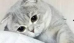 娱乐吃瓜七七折耳猫,娱乐吃瓜界的神秘力量