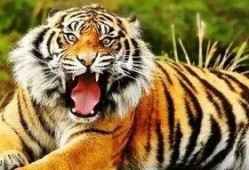 虎虎大爆料完整视频,揭秘视频背后的惊人真相与精彩瞬间