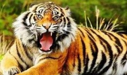 虎虎大爆料完整视频,揭秘视频背后的惊人真相与精彩瞬间