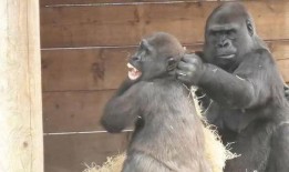 网友爆料哭闹猩猩视频,哭闹猩猩视频引发网友热议