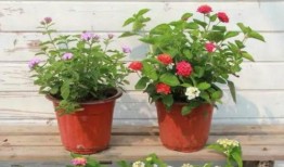 衡阳记者爆料案件视频最新,惊人内幕引发社会关注