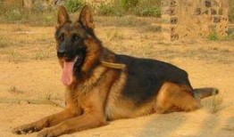 狼狗最新爆料网站下载安装,揭秘娱乐圈幕后真相