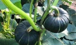 大城网红吃瓜事件真相,真相背后的惊人内幕