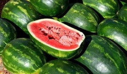 吃瓜真好吃视频下载免费,免费下载“吃瓜真好吃”视频，尽享美味瞬间